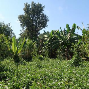 Notre soutien au projet d’agro-écologie dans la région Wolayta