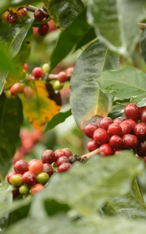 Pur arabica du Mexique en grains biologique et équitable 1kg - Café